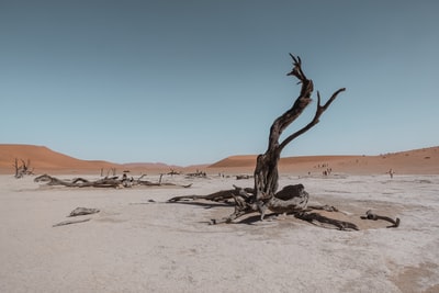 沙漠中的裸树